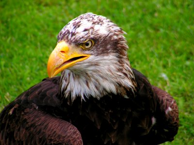 Bald Eagle photo