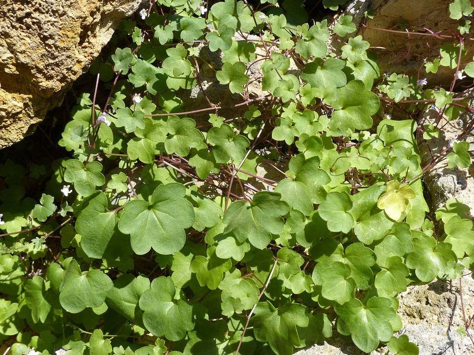 Wall zimbelkraut cymbalaria muralis linaria cymbalaria