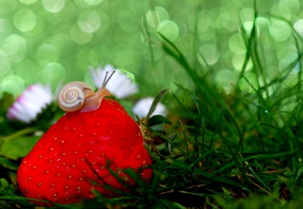 Snail On Strawberry