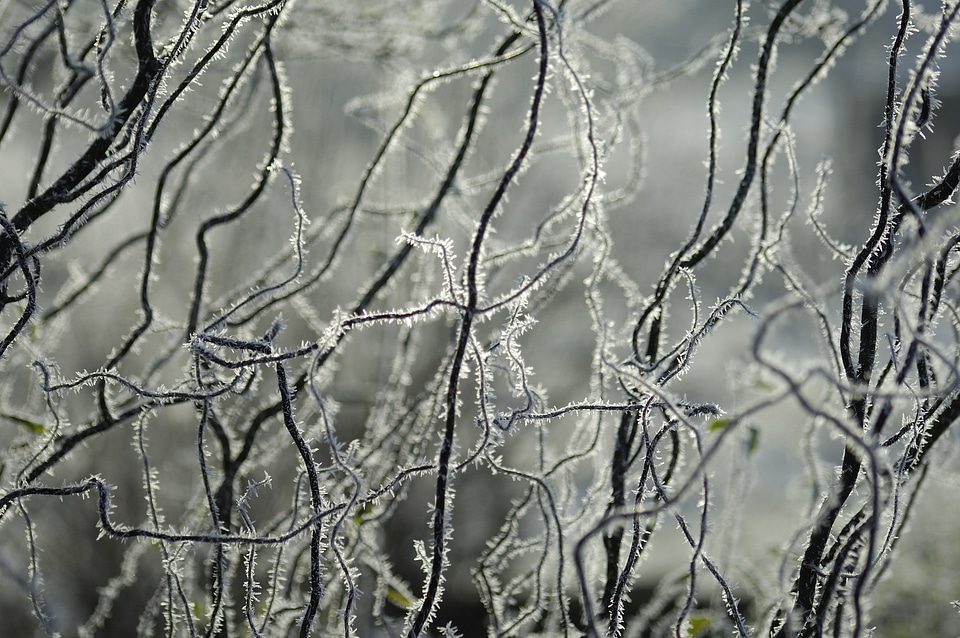 Branches aesthetic frost