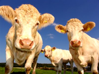 3 Cows In Field Under Clear Blue Sky photo