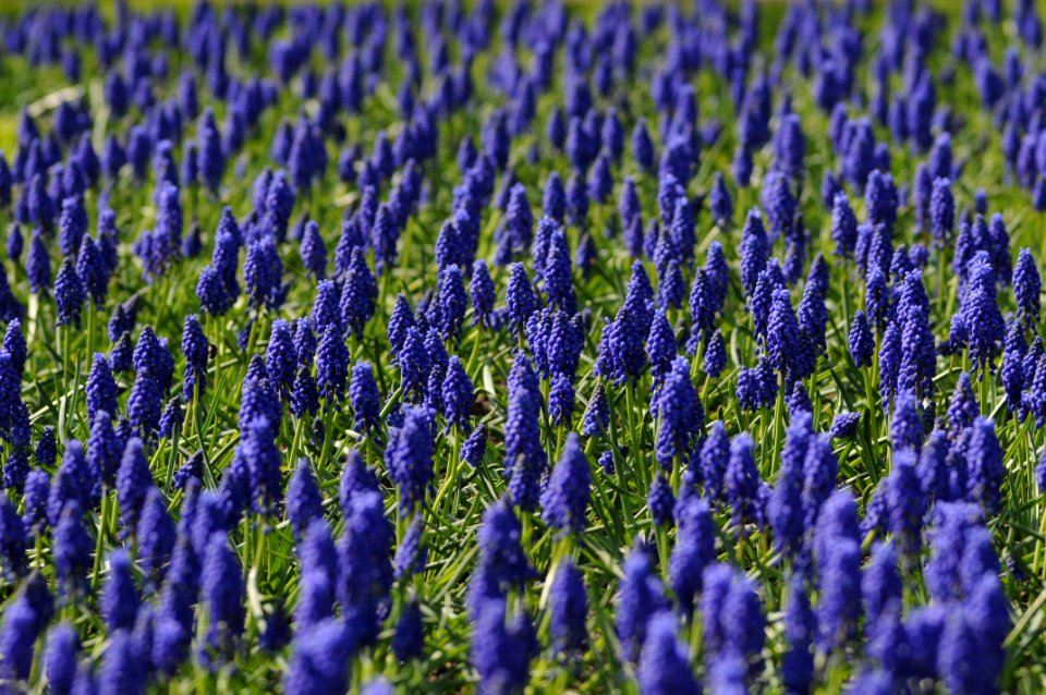 Field Of Blue Flowers