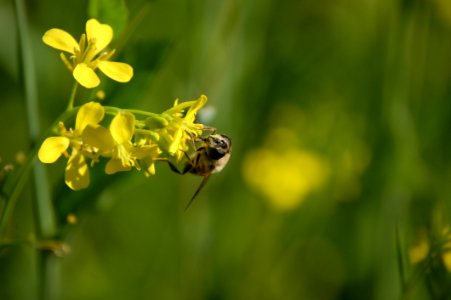 Bumblebee On Yellow Flower