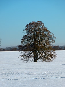 Snowy tree wintry photo