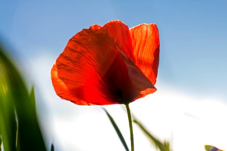 Orange Flower With Green Stem