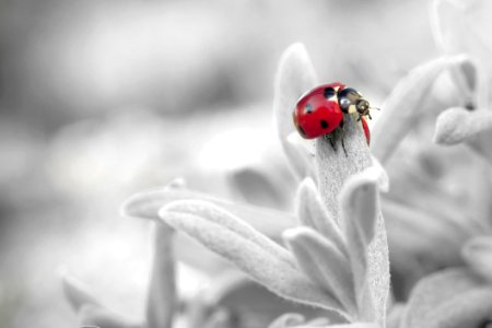7 Spotted Ladybug On Leaf In Selective Color Photography