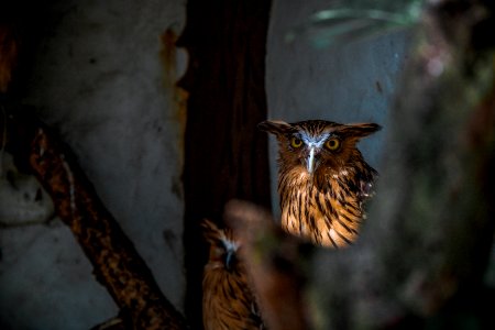 Owls In Shade photo
