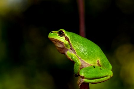 Green Frog Portrait photo