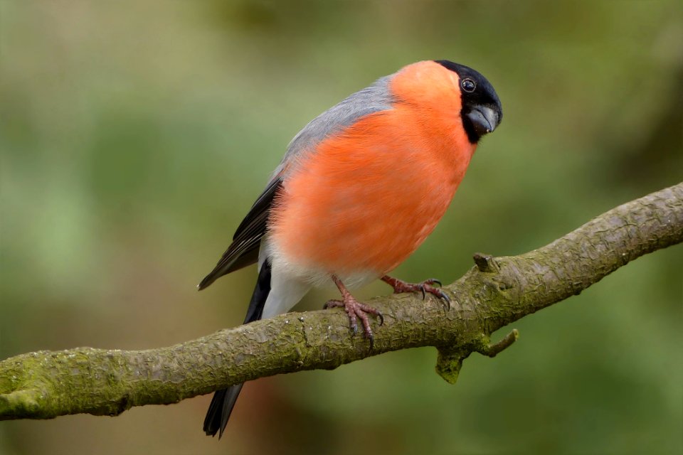 Bird On Branch