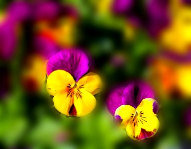 Yellow Purple Flower photo