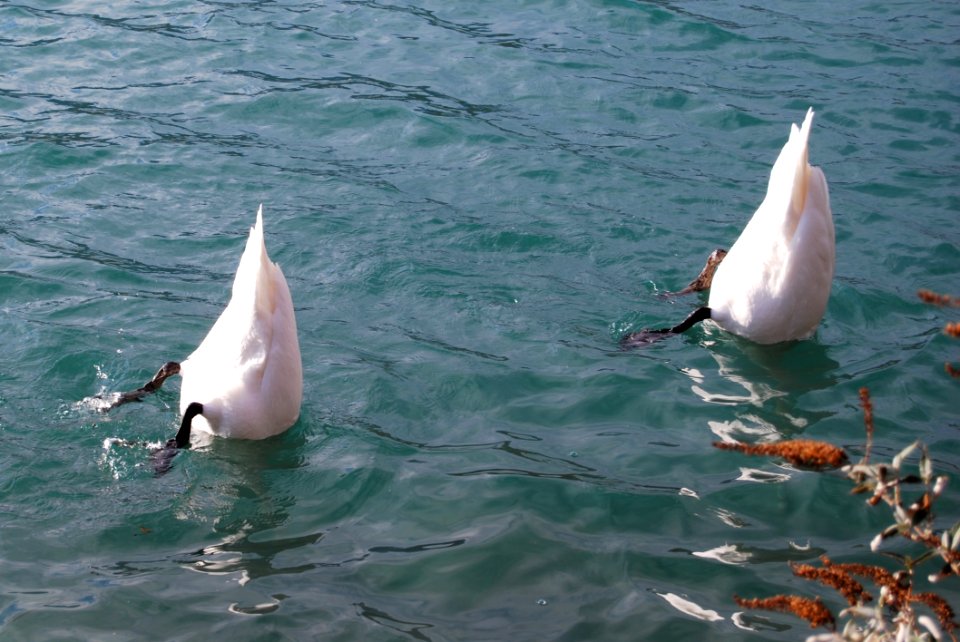 Swans Diving In Water