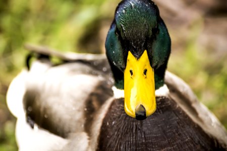 Mallard Duck