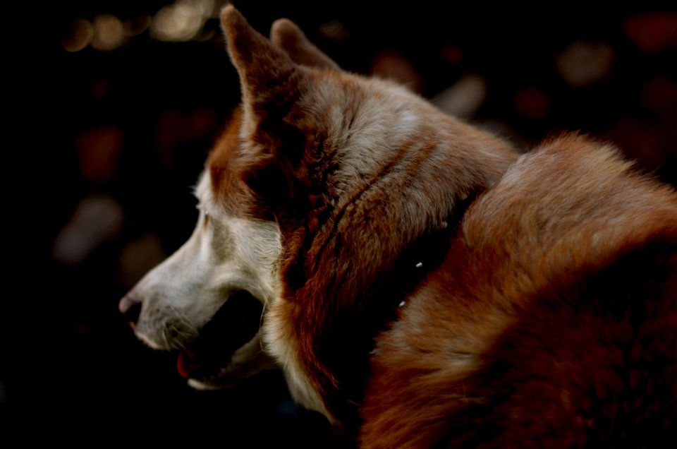 Shallow Photography Of Brown And White Dog
