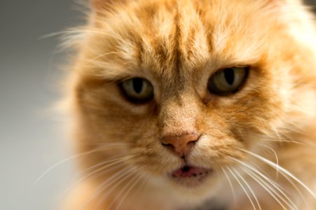 Cute Ginger Cat Portrait