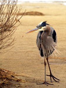 Blue Heron On Dune