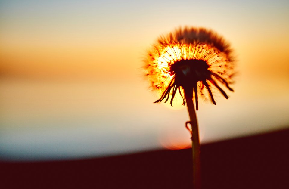 Dandelion Head Against Setting Sun