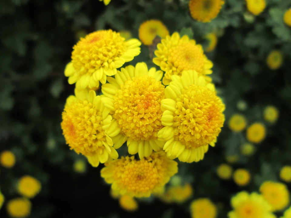 Plant park yellow