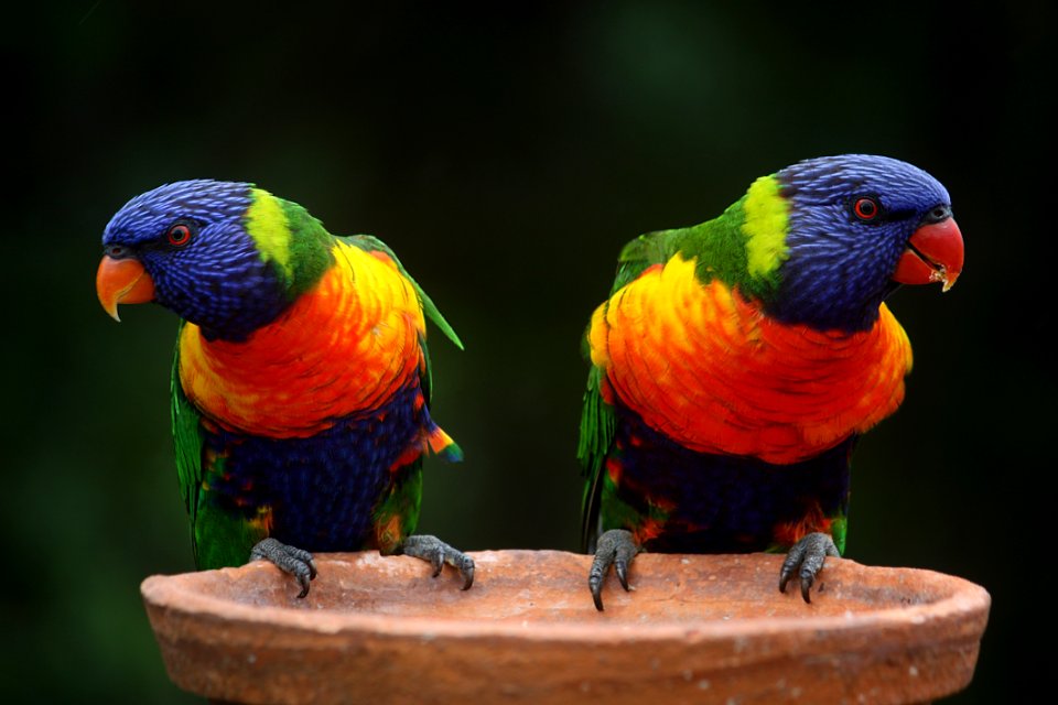 Blue Geeen And Orange Parrot