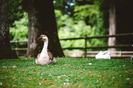 White And Brown Goose Sitting On The Grass photo