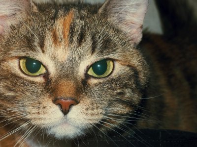 Portrait Of Tabby Cat photo