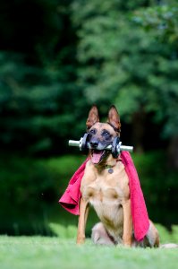 Dog With Dumbbell photo