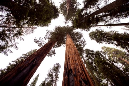 Redwood Forest