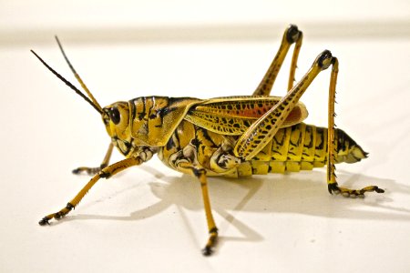Green Grasshopper Close-Up Photo photo