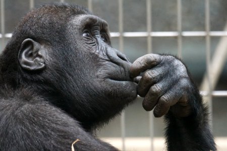 Chimp In Zoo photo