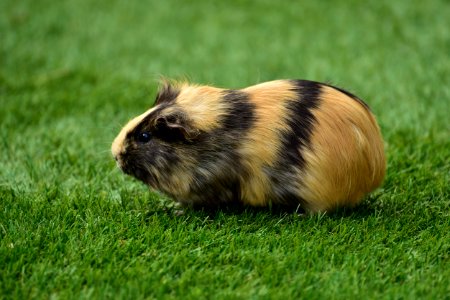 Cute Guinea Pig
