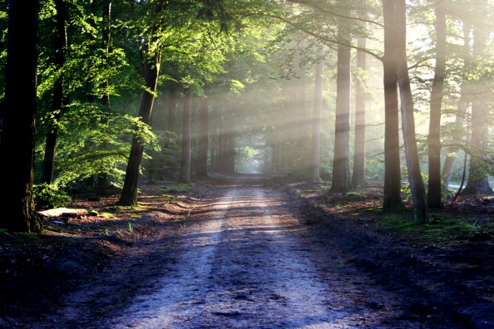 Road Receding Through Forest