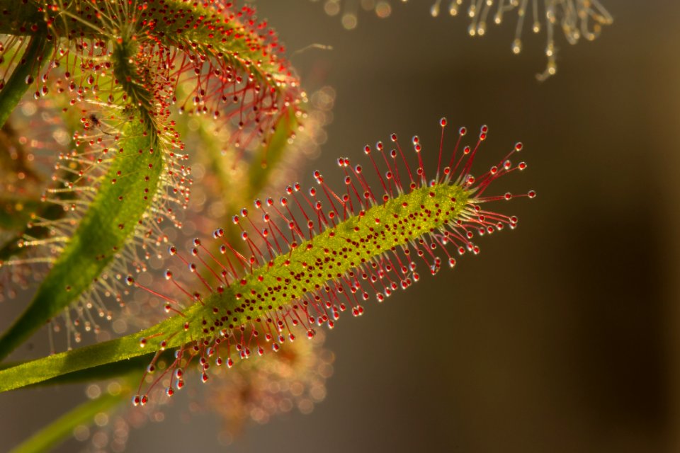 Red And Green Leaf Plant
