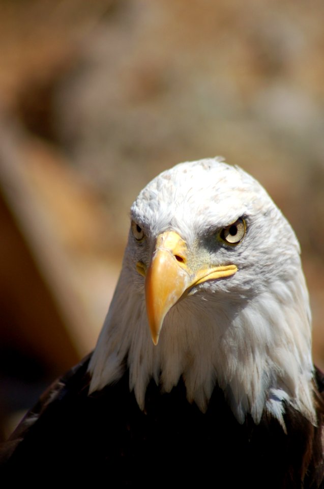 Portrait Of Eagle