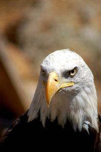 Portrait Of Eagle photo