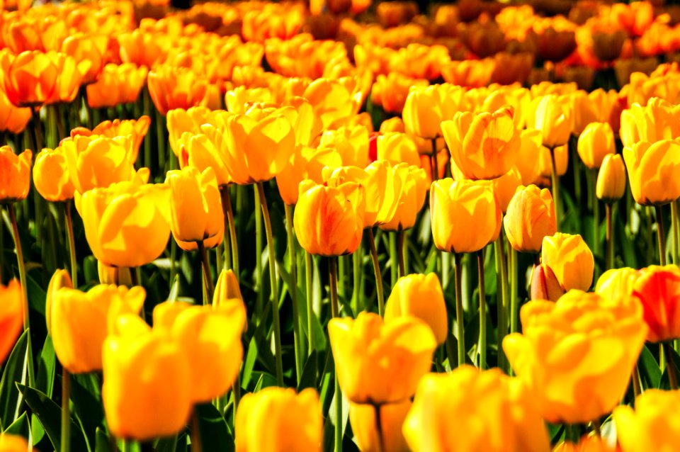 Yellow Tulip Field