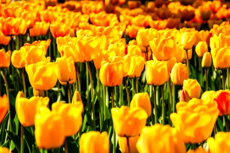 Yellow Tulip Field photo
