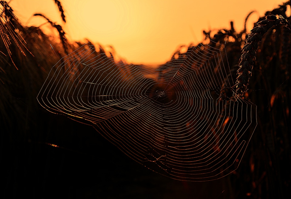 Spider sunrise morning light