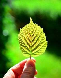 Shallow Focus Photography Of Person Holding Green Leaf photo