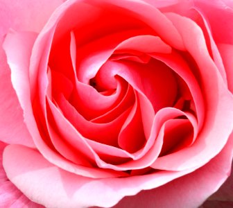 Rose Blossom photo