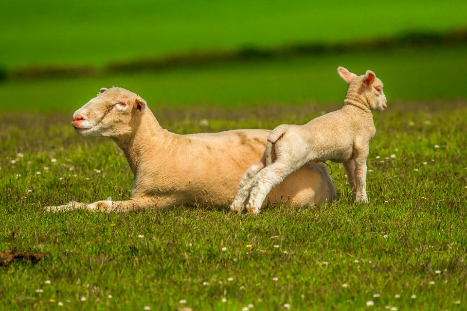 Sheep In Green Field