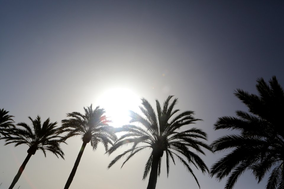Palm Trees In Black And White