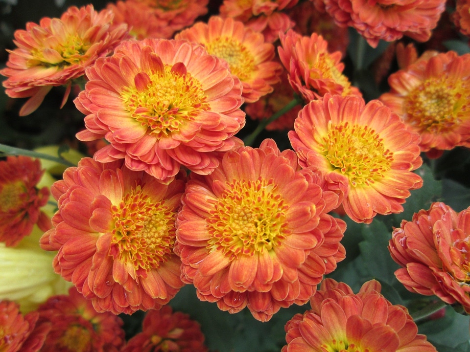 Plant park orange