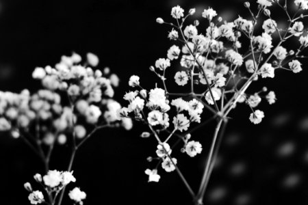 Babys Breath In Black And White