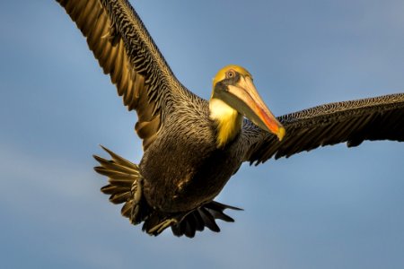 Pelican With Spread Wings photo