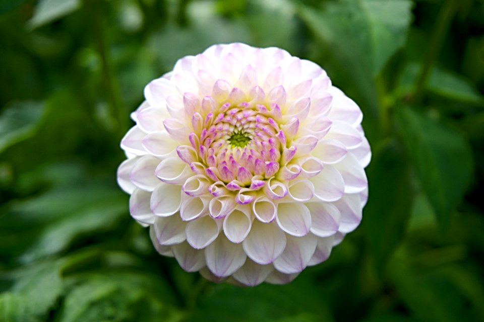 Closeup Of Pink And White Dahlia