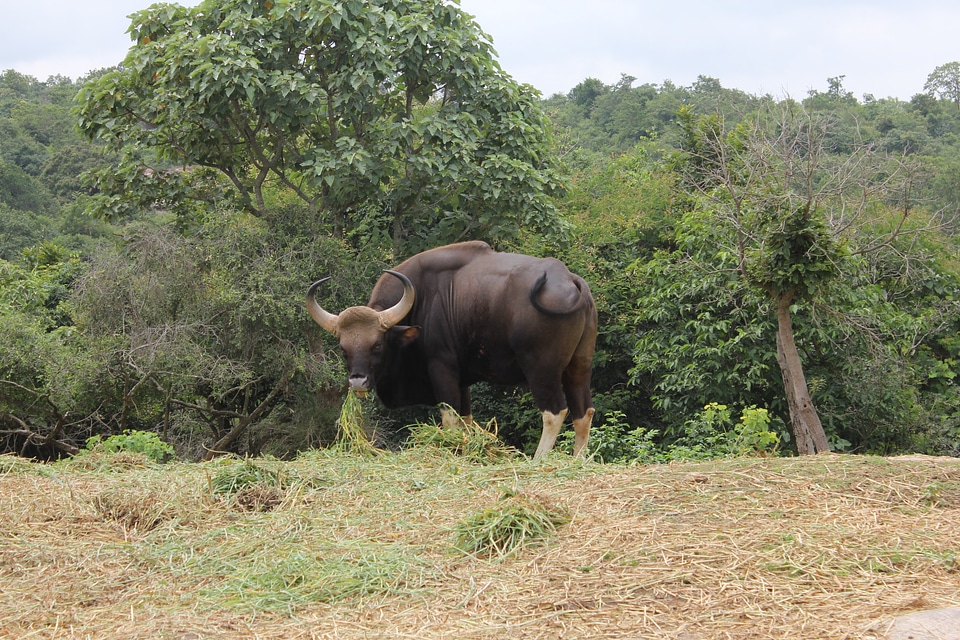 Wildlife mammal bovine