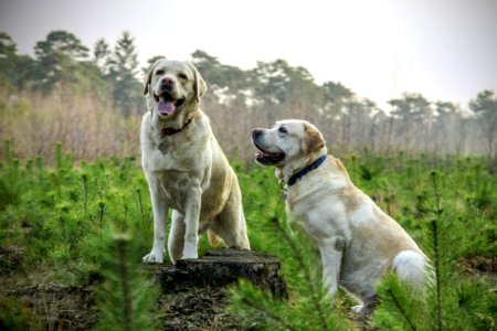 Labrador Dogs Outdoors photo