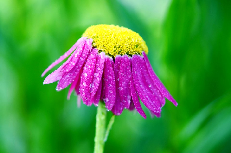 Purple Daisy Flower After The Rain