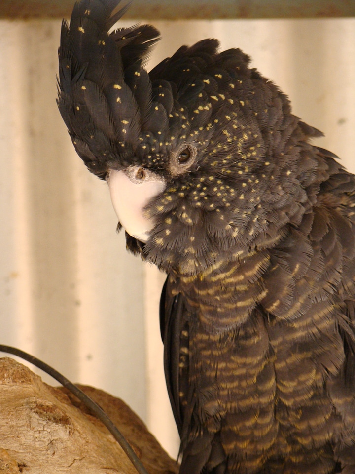 Bird fly wings