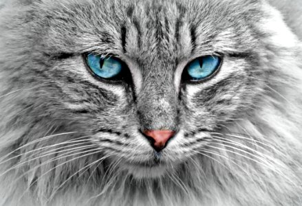 Grey Cat With Blue Eyes photo