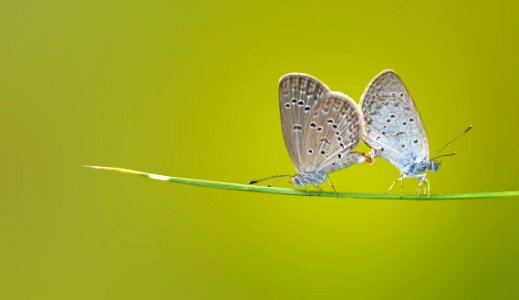Brown And Black 2 Butterflies On Green Stem